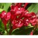 Veigel seedling flowering "Eva Rathke", P9 pot, summer 2024