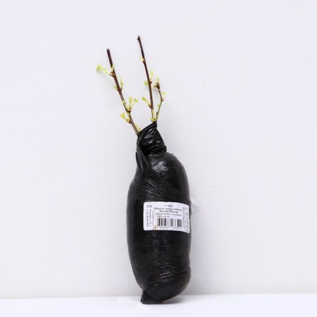 Sakura (decorative cherry) "Alba Plena", 1 pc, tube, spring 2024-2