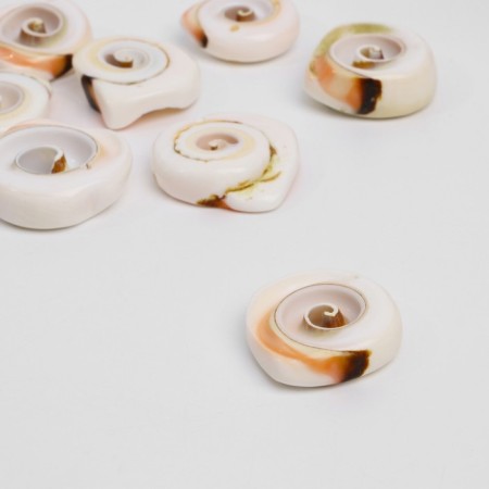 Busina "shell" spiral, 2.1-2.8 cm, set 50 g, white-brown color-1