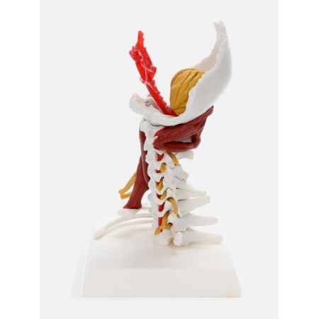 Layout "spine, neck department" 22cm-3