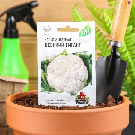Seeds Cabbage Color "Autumn Giant", 0.1 g Series Hit X3