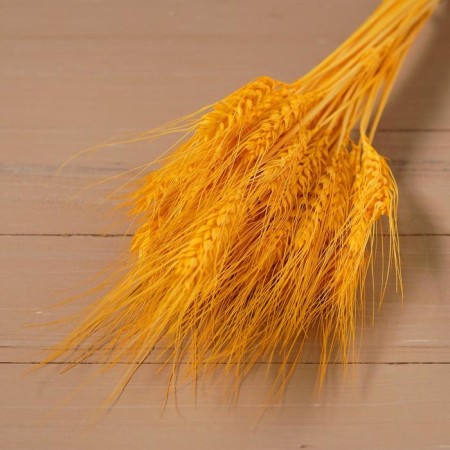 Dry Colossus of wheat, set 50 pcs., Yellow color-5