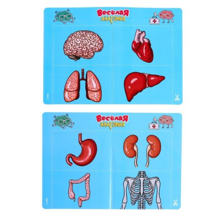 The board game for the development of "Fun anatomy" works from batteries, from 1 player, 5+-7