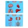 The board game for the development of "Fun anatomy" works from batteries, from 1 player, 5+