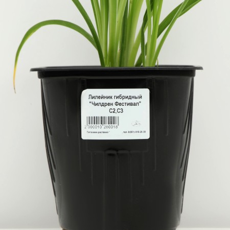 Lileynik hybrid "Children Festival", pot C3, 1 pc, spring 2024-3