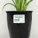 Lileynik hybrid "Children Festival", pot C3, 1 pc, spring 2024