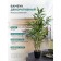 Bamboo in a plastic pot, 135 × 135 × 920 mm, green / black / beige color