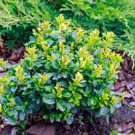 Barberry Tunberg Kobold, C2 pot, H10-50 height, 1 pc, summer 2024