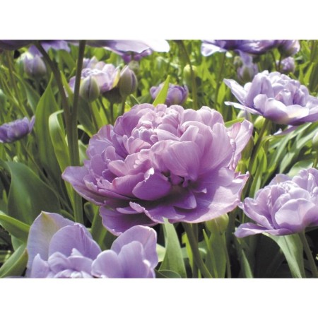 Tulip Tremier Lilak Perfect, river 11/12, 5 pcs, autumn 2023-2