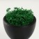 Kashpo concrete mini "Mr. Green Yog" with moss black 5.3x6x7 cm (moss green stabilizer.)