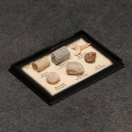 Ammonite set-1