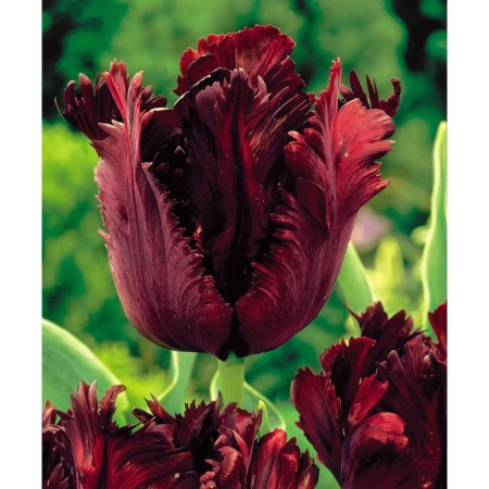 Tulip Parrot Black Parrot, Rr 12+, 3 pcs, Economy, Autumn 2024