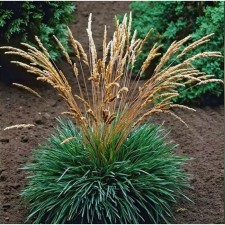 Celeria sizai (tissue blue), c2 pot, 1 pc, summer 2024