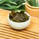 Chinese green tea ulun "Those yin", 50 g