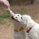Premium chewing pizh toy on a rope, 3 elements, thermoplastic rubber, mix