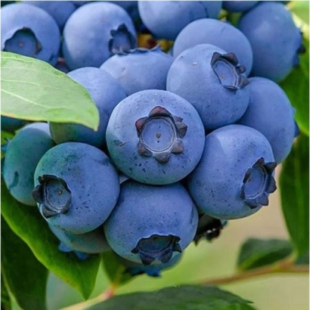 Blueberries tall north country, C5 pot, 1 pc, summer 2024