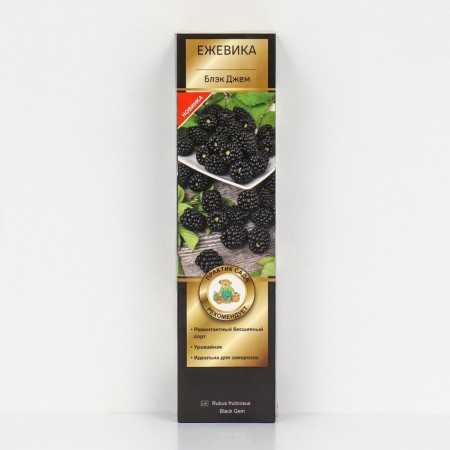 Black blackberry "Black Jam", 1 pc, tube, spring 2025