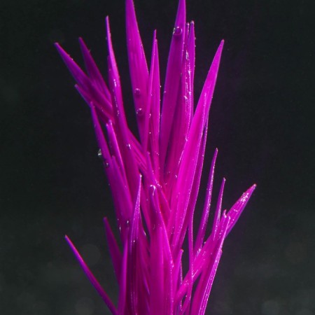 Silicone aquarium plant, luminous in the dark, 7 x 12.5 cm, purple-2