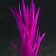 Silicone aquarium plant, luminous in the dark, 7 x 12.5 cm, purple