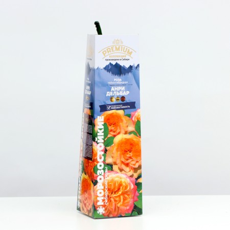 Seedling rose tea-hybrid "Henri Delbar", 1 pc, spring 2024-1