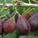 Gooseberry pear, s2 pot, n20-40 height, 1 pc, summer 2024