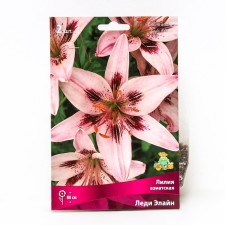 Lilia Asian Lady Eline, 14/16 rr, 2 pcs. 80 h (cm), autumn 2024