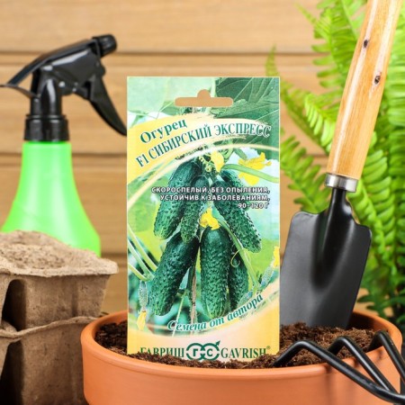 Siberian Express cucumber seeds, F1, 10 pcs