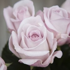 Seedling rose 