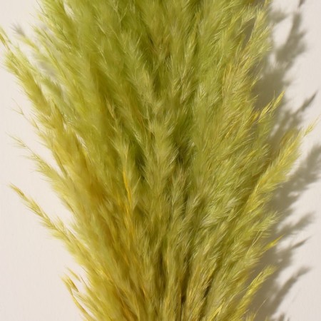 Sukhotzet "Cortery", 1 branch, length 140-150 cm, apple-1