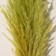 Sukhotzet "Cortery", 1 branch, length 140-150 cm, apple