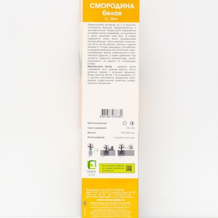 Currants white traditional varieties "Versailles white" 1 pc, tube, spring 2025-1