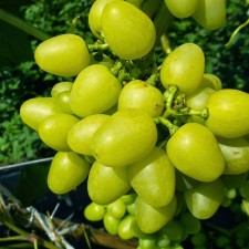 Grape seeder 