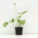 Astilba mix, P9 pot, 1 pc, spring 2024