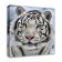Picture on the subframe "White Tiger" 40*40 cm