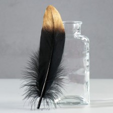A set of goose feathers 15-20 cm, 10 pcs, black with a golden tip