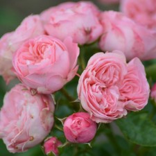 Seedling Rosa 