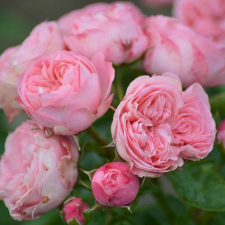 Seedling Rosa "Playful Rococo", tube, spring 2025