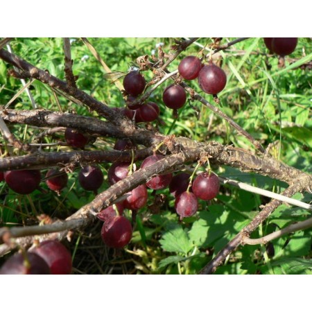 Gooseberry "black" 1 pc, tube, spring 2025