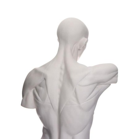 Anatomical gypsum figure: Goidon torso, 12 x 15 x 48 cm-4