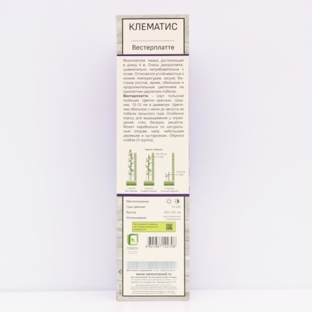 Clematis large -flowered "Westerplatt", tube, 1 pc, spring 2025-1