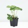Strawberries Garden Vivaldi, P9 Pot, 1 pc, summer 2024