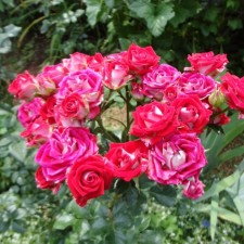 Seedling rose 