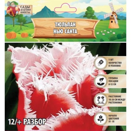 Tulip New Santa, rr 12/+, 5pcs, autumn 2024