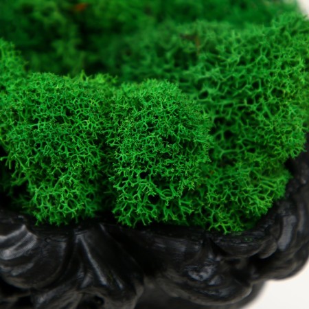 Concrete Kashpo "David" with moss black 11.5x15.5x12 cm (moss green stabilized)-5