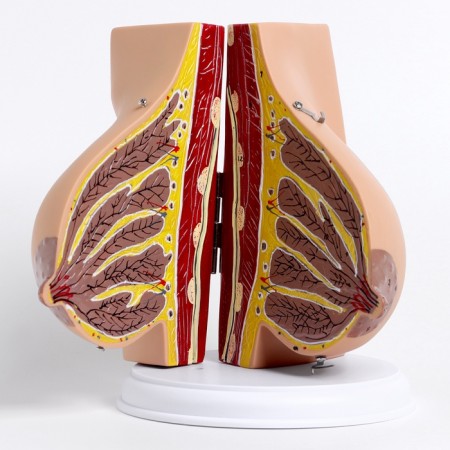 Matcage "Women's breasts in the context" 18*13*13cm-3