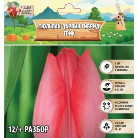 Tulip Darwin Hybrid Trik, rr 12+, 5 pcs, autumn 2024