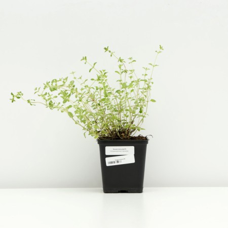 Timyan creeping, P9 pot, 1 pc, spring 2024-2