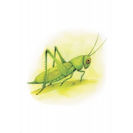 Insects. Mavrina L.-1