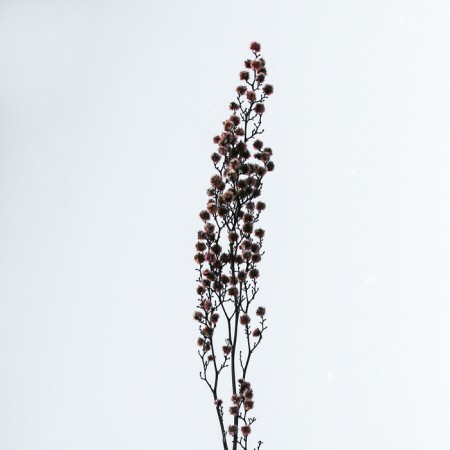 Dry flowers “Molchy Mile”, 25 g, length - 70 cm, pink color-1
