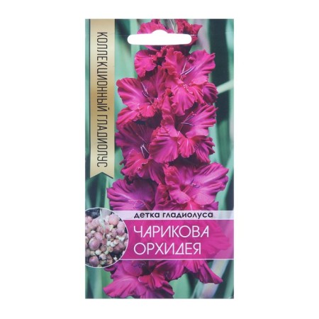 Clotnopochka Gladiolus Charikova Orchid (bright pink), 5 pcs.